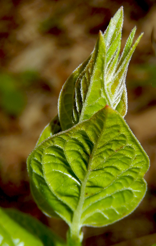 Image of Vincetoxicum scandens specimen.