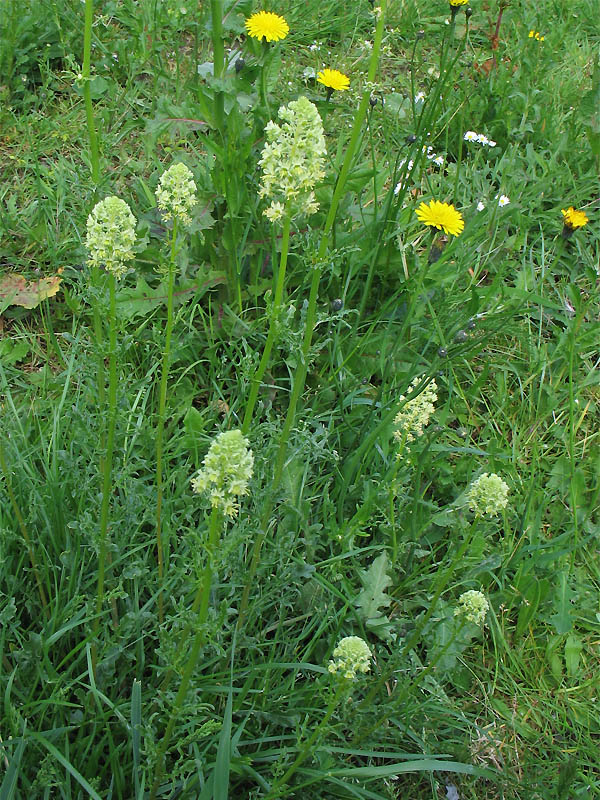 Image of Reseda lutea specimen.