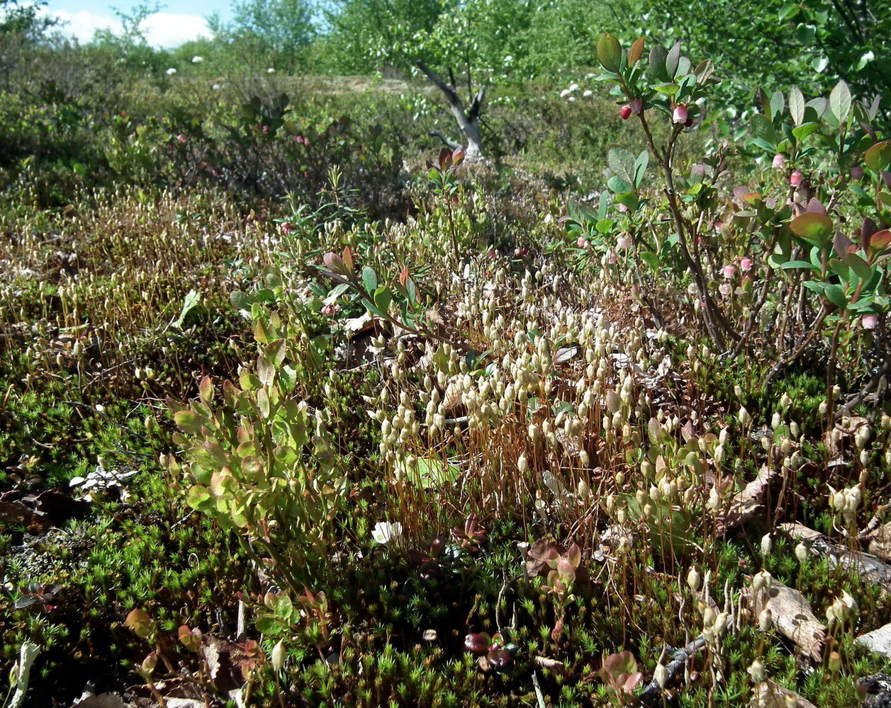 Image of Polytrichum juniperinum specimen.