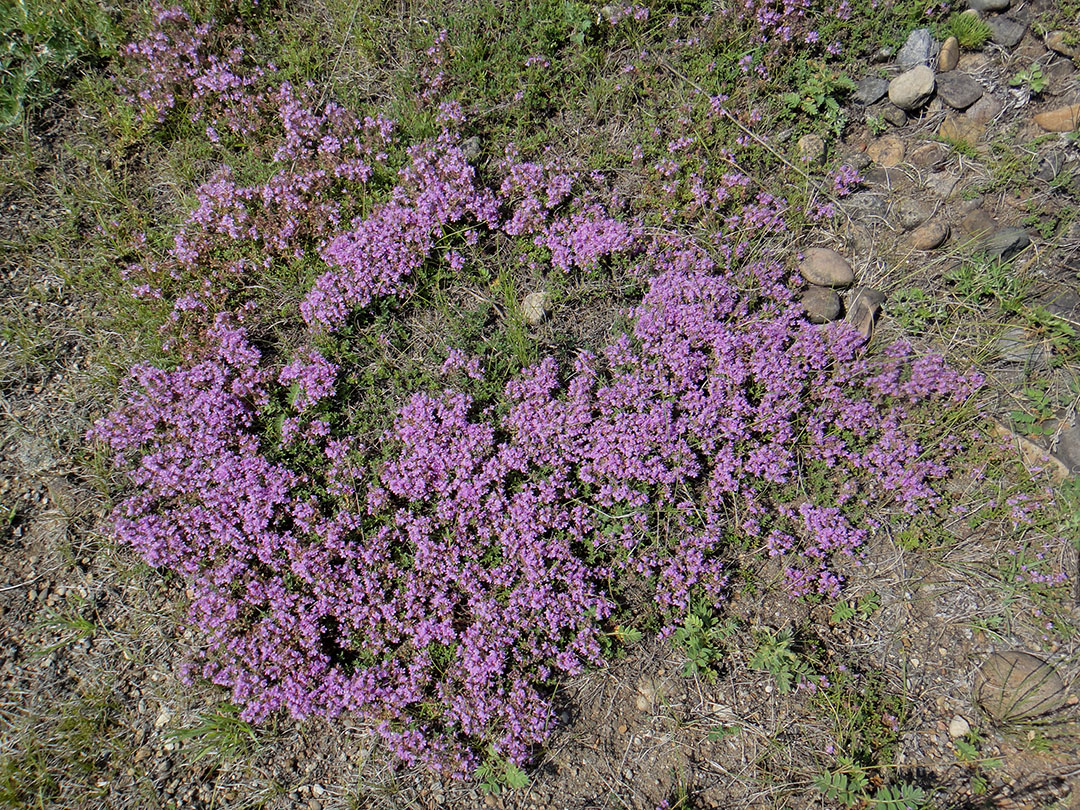 Изображение особи род Thymus.