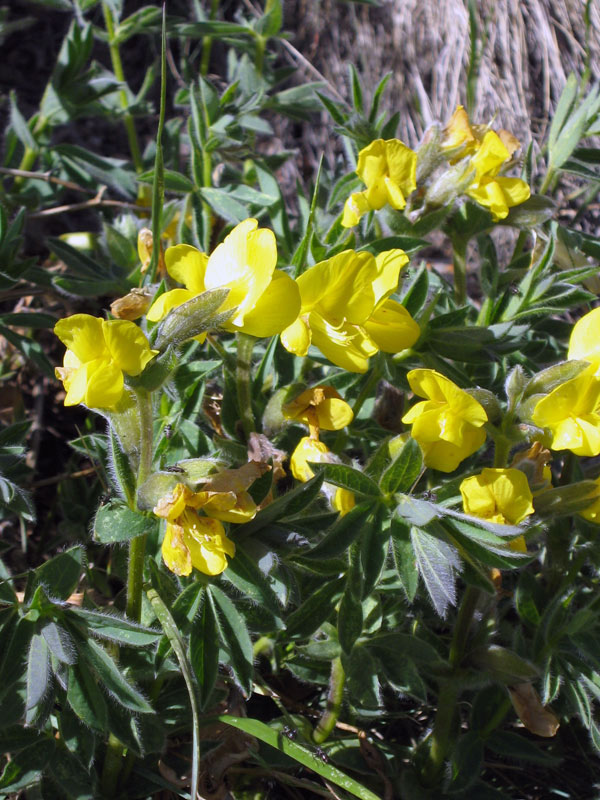 Image of Thermopsis alpina specimen.