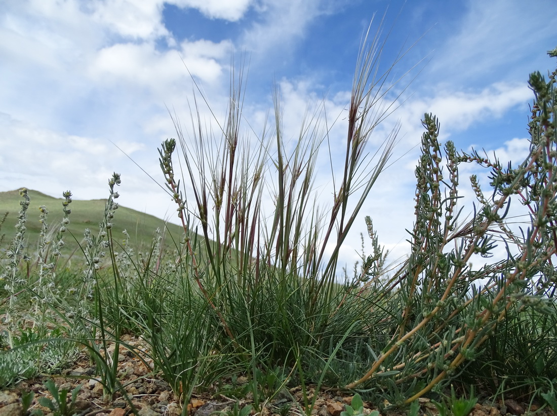 Image of Stipa glareosa specimen.