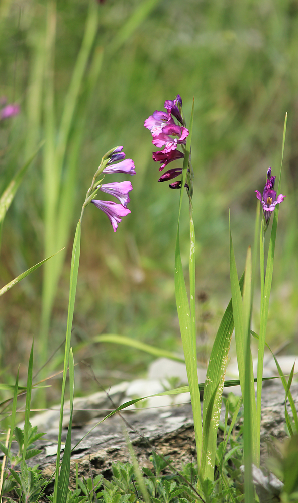 Image of Gladiolus tenuis specimen.