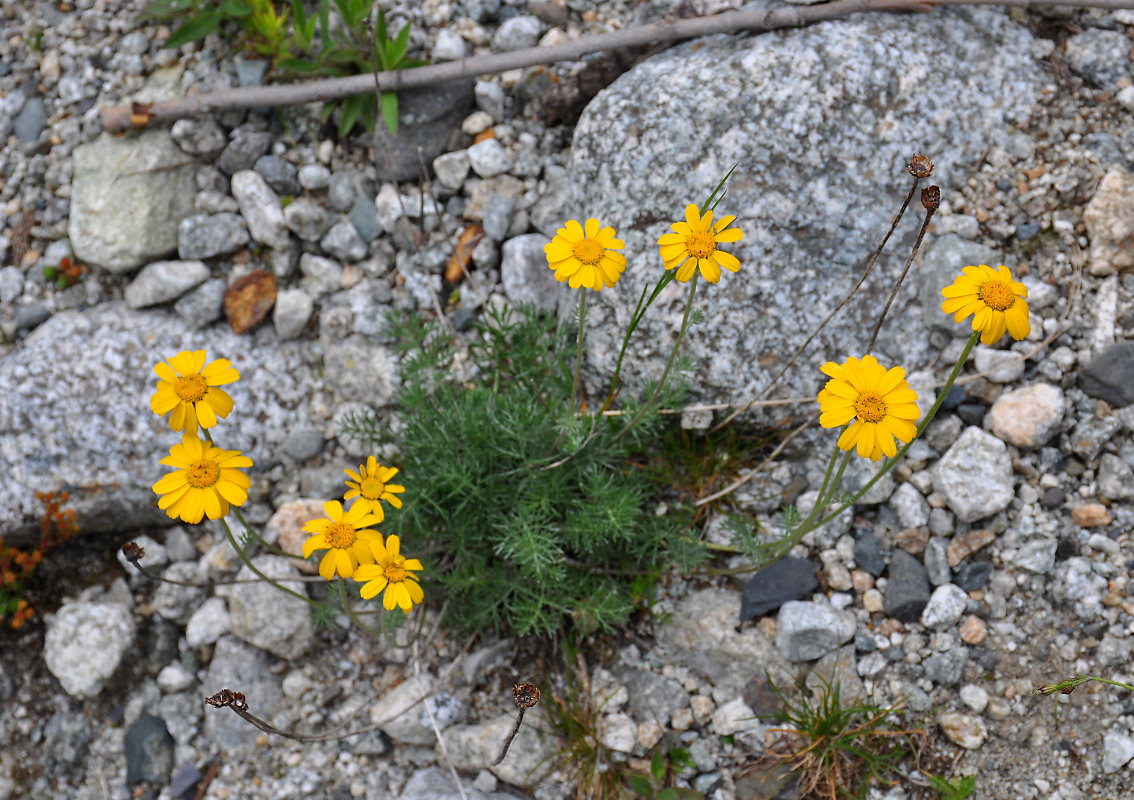 Изображение особи Anthemis sosnovskyana.