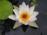 Nymphaea tetragona. Цветок. Приморский край, Черниговский р-н, окр. с. Вадимовка, старица р. Илистая. 26.07.2016.