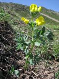 Thermopsis alpina