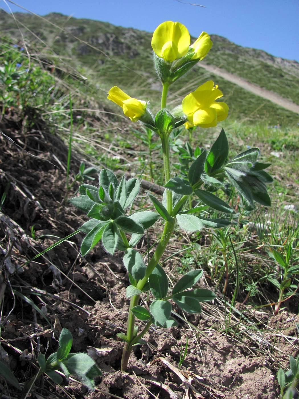 Изображение особи Thermopsis alpina.