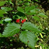 Rubus saxatilis. Верхушка плодоносящего растения. Свердловская обл., окр. г. Североуральск, моховой сосняк с елью на известняках. 06.08.2006.