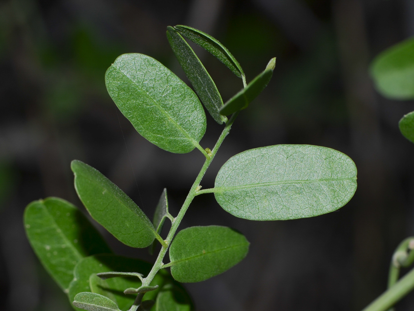 Изображение особи Cocculus pendulus.