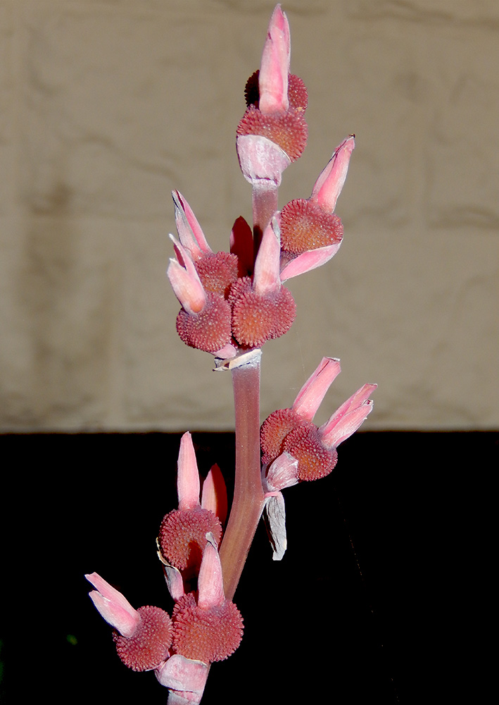 Image of Canna indica specimen.