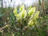 Astragalus pseudocytisoides. Соцветие. Казахстан, Чу-Илийские горы, пер. Кордай, глинистый склон вост. экспозиции, выс. 980 м н.у.м. 12 апреля 2016 г.