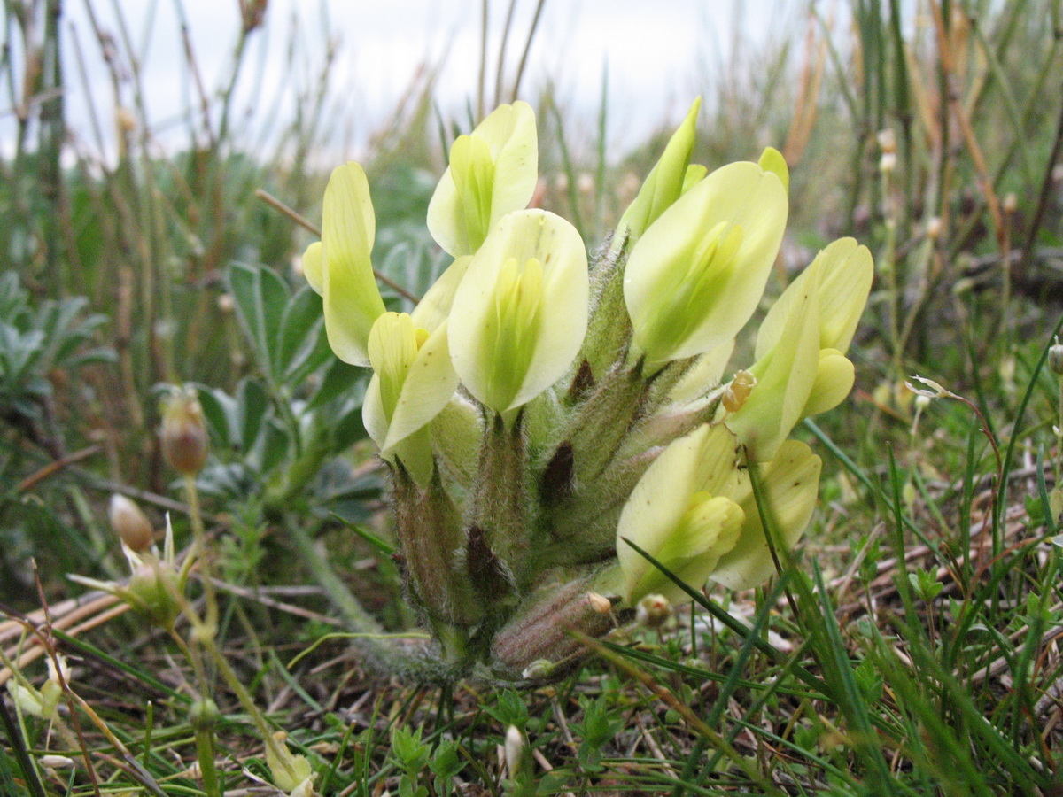 Image of Astragalus pseudocytisoides specimen.