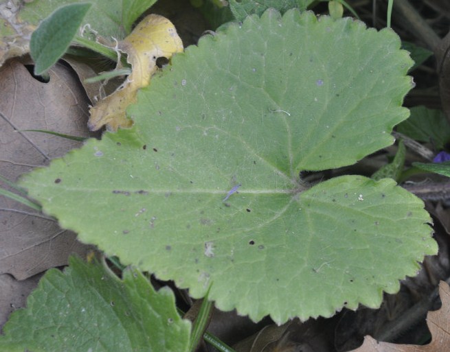 Image of Lunaria annua specimen.