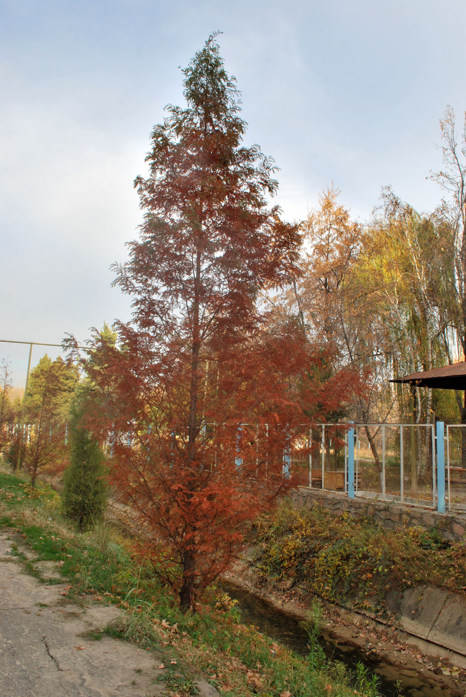 Image of Metasequoia glyptostroboides specimen.