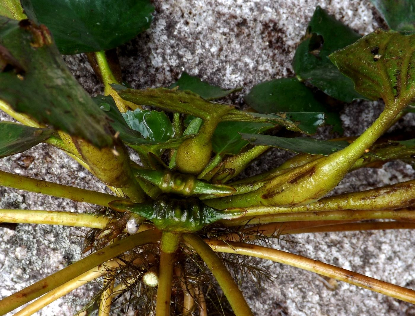 Image of Trapa bicornis specimen.