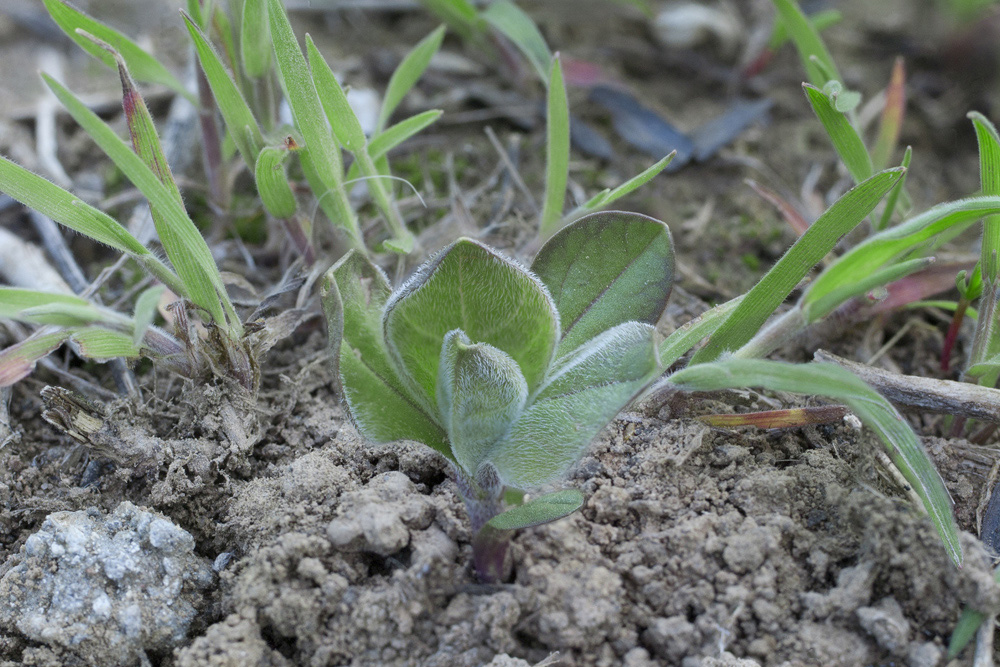 Image of Cardaria draba specimen.