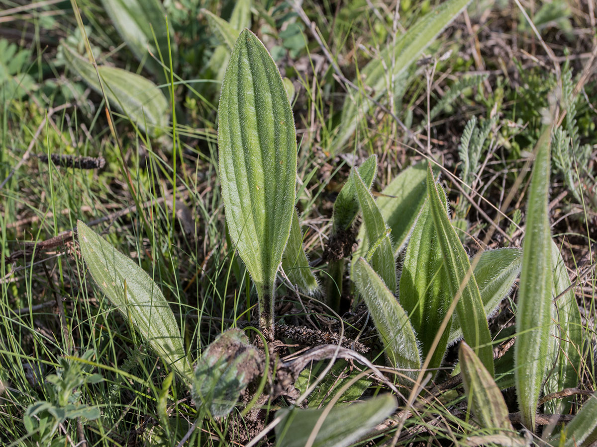 Изображение особи Plantago urvillei.