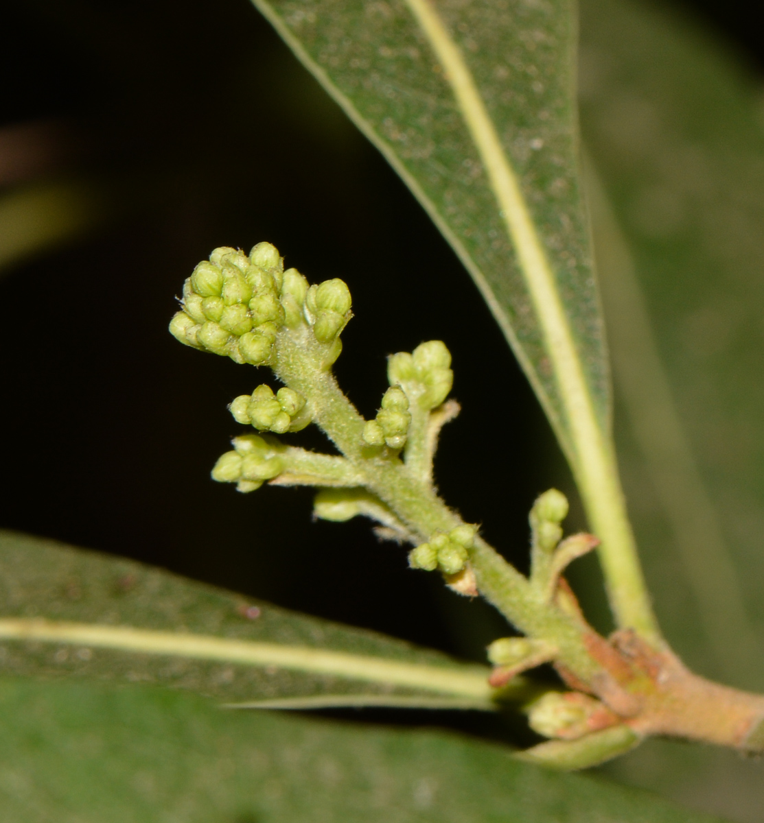 Image of Bontia daphnoides specimen.