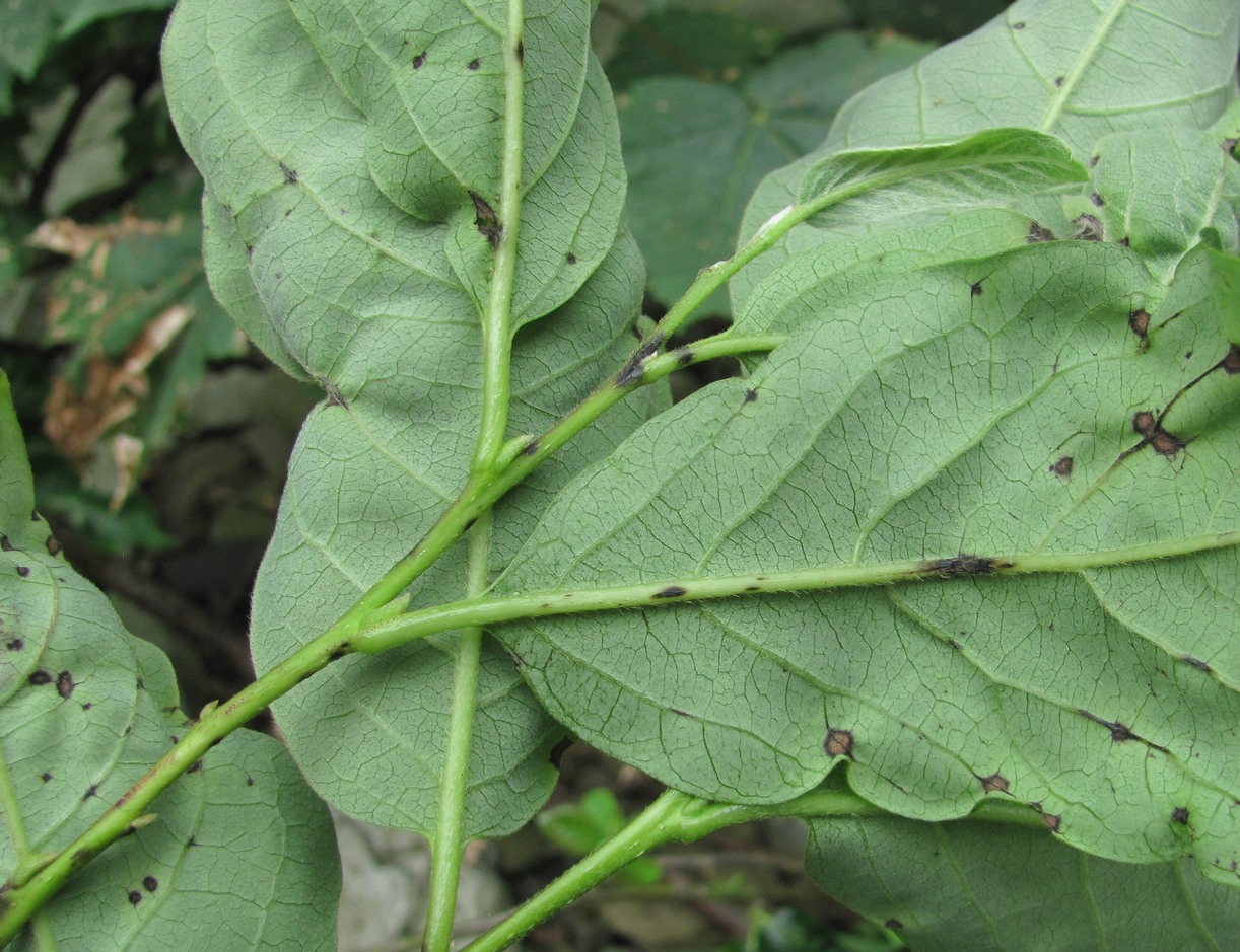 Image of Diospyros lotus specimen.