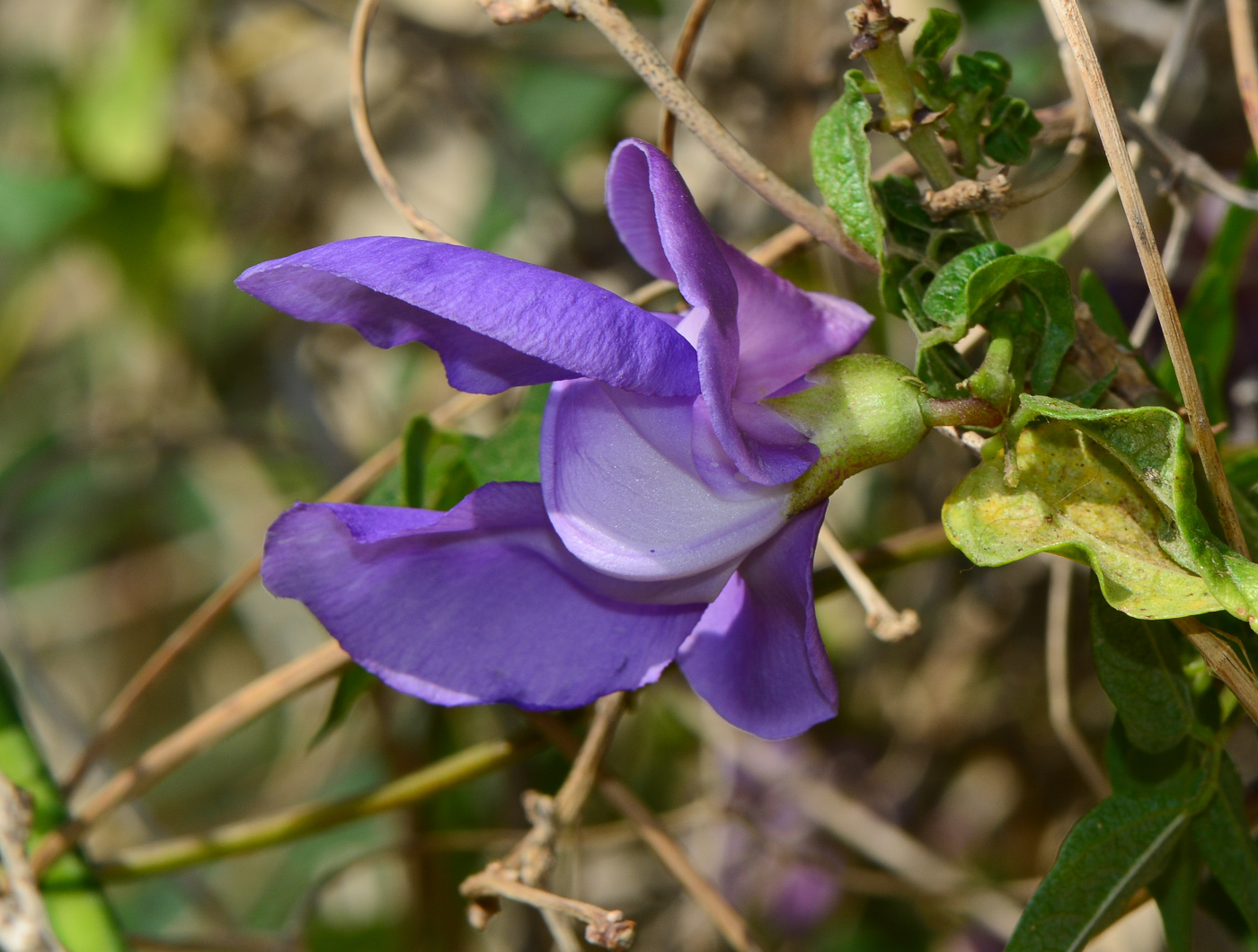 Изображение особи Vigna speciosa.