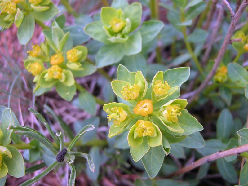 Изображение особи Euphorbia pachyrrhiza.