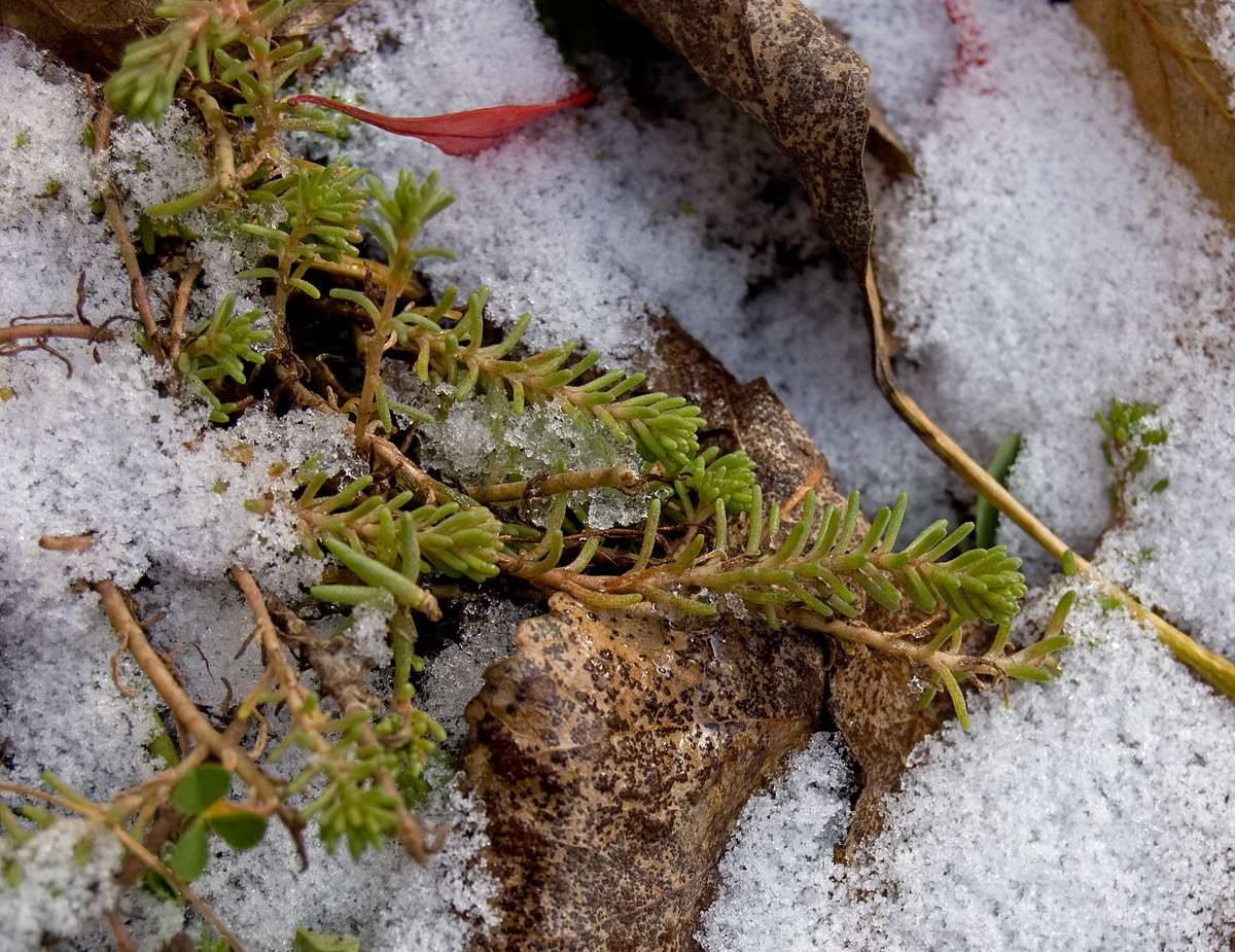 Image of Sedum sexangulare specimen.