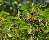 Смотреть изображение Morus alba