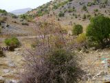 Crataegus × sinaica. Плодоносящее растение. Израиль, горный массив Хермон. 21.10.2010.