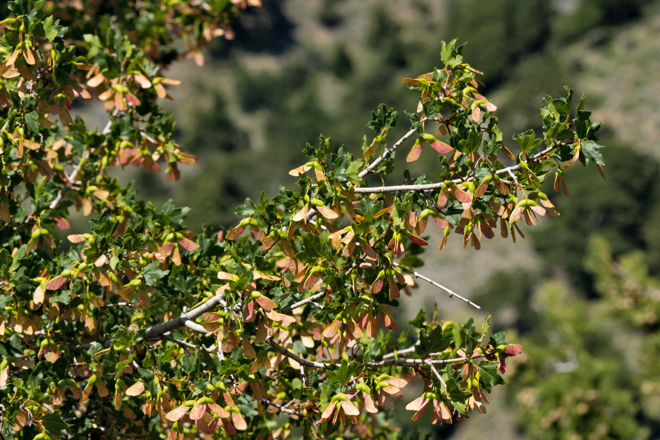 Image of Acer sempervirens specimen.