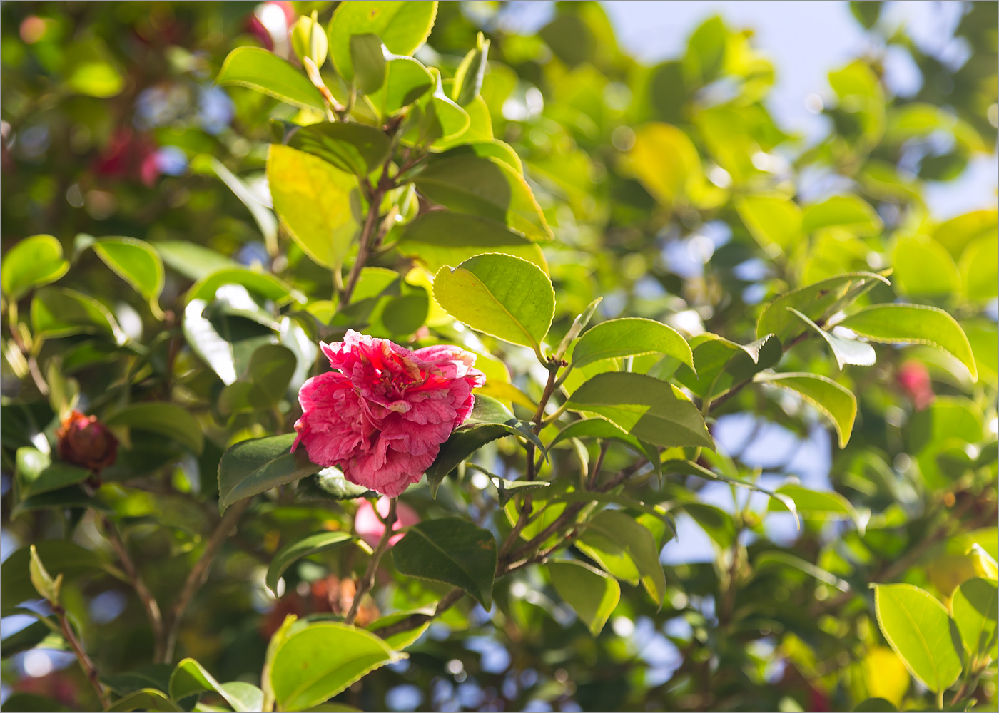 Изображение особи Camellia japonica.