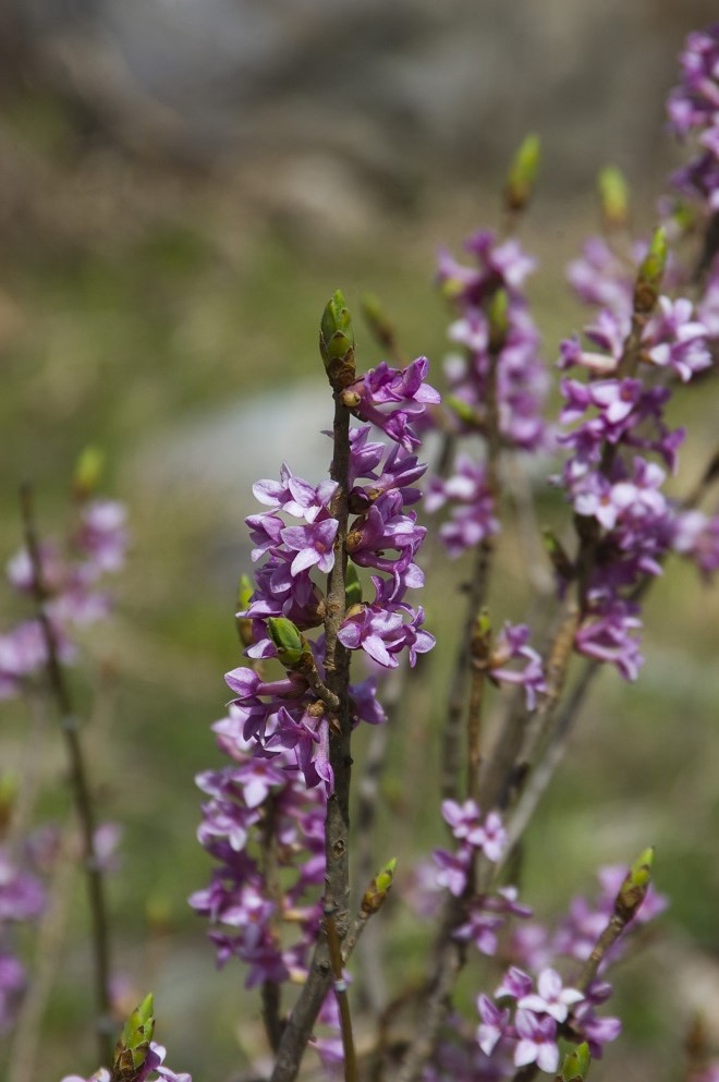 Image of Daphne mezereum specimen.