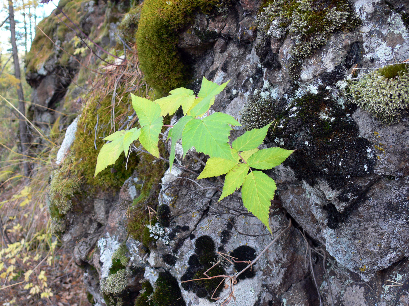 Image of Rubus matsumuranus specimen.