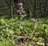 Corydalis caucasica