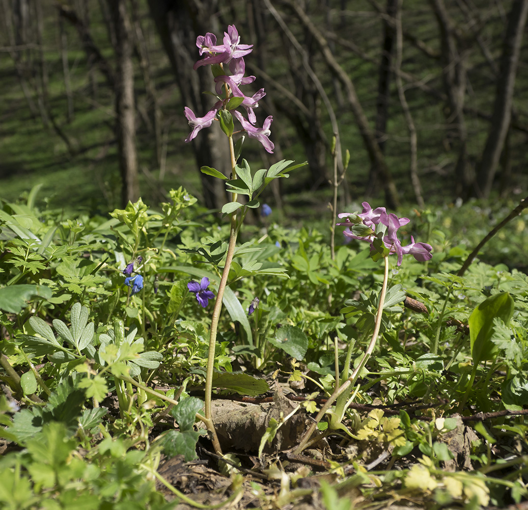 Image of Corydalis caucasica specimen.