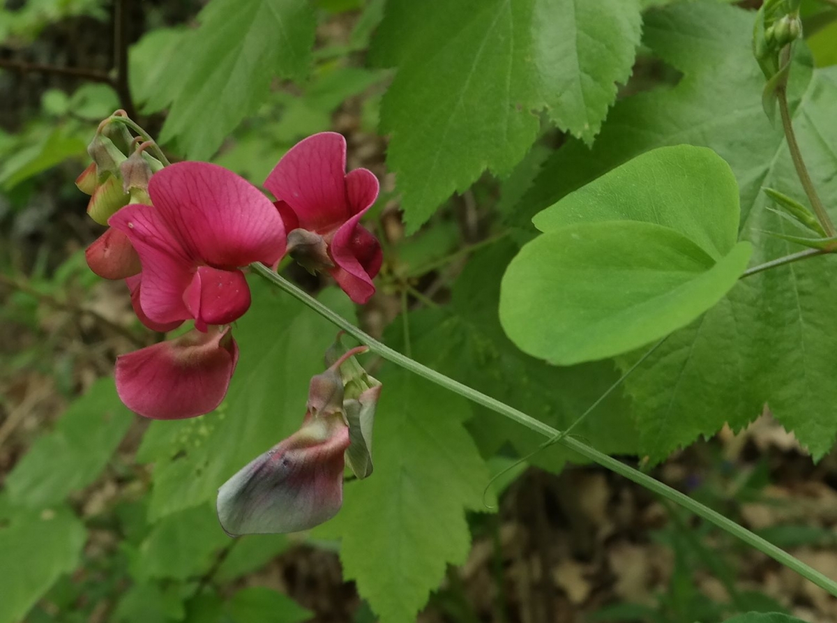 Image of Lathyrus rotundifolius specimen.