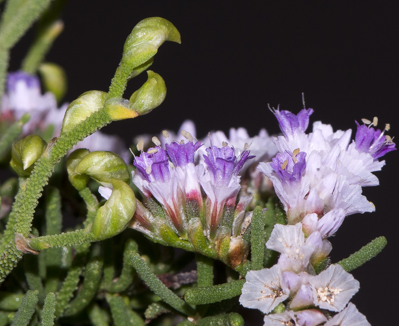 Image of Limonium papillatum specimen.