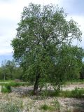 Salix rorida