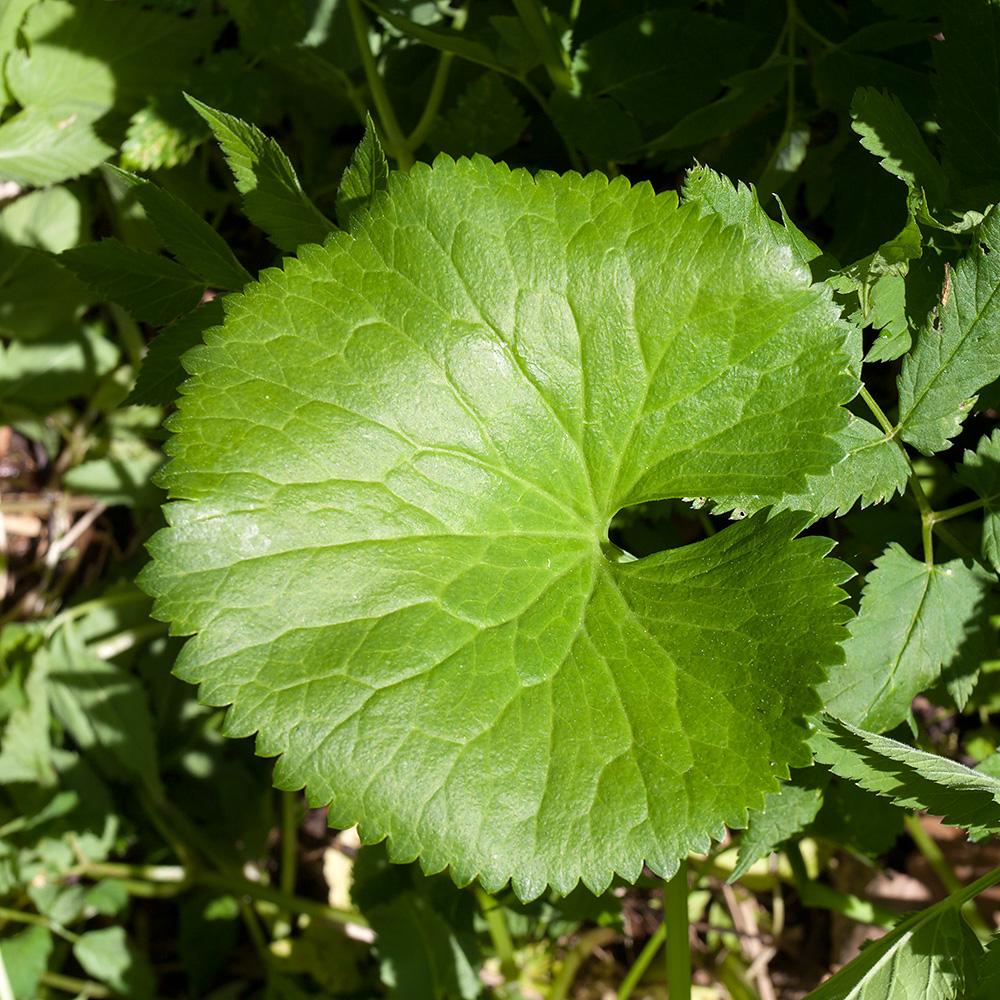 Изображение особи Ranunculus cassubicus.