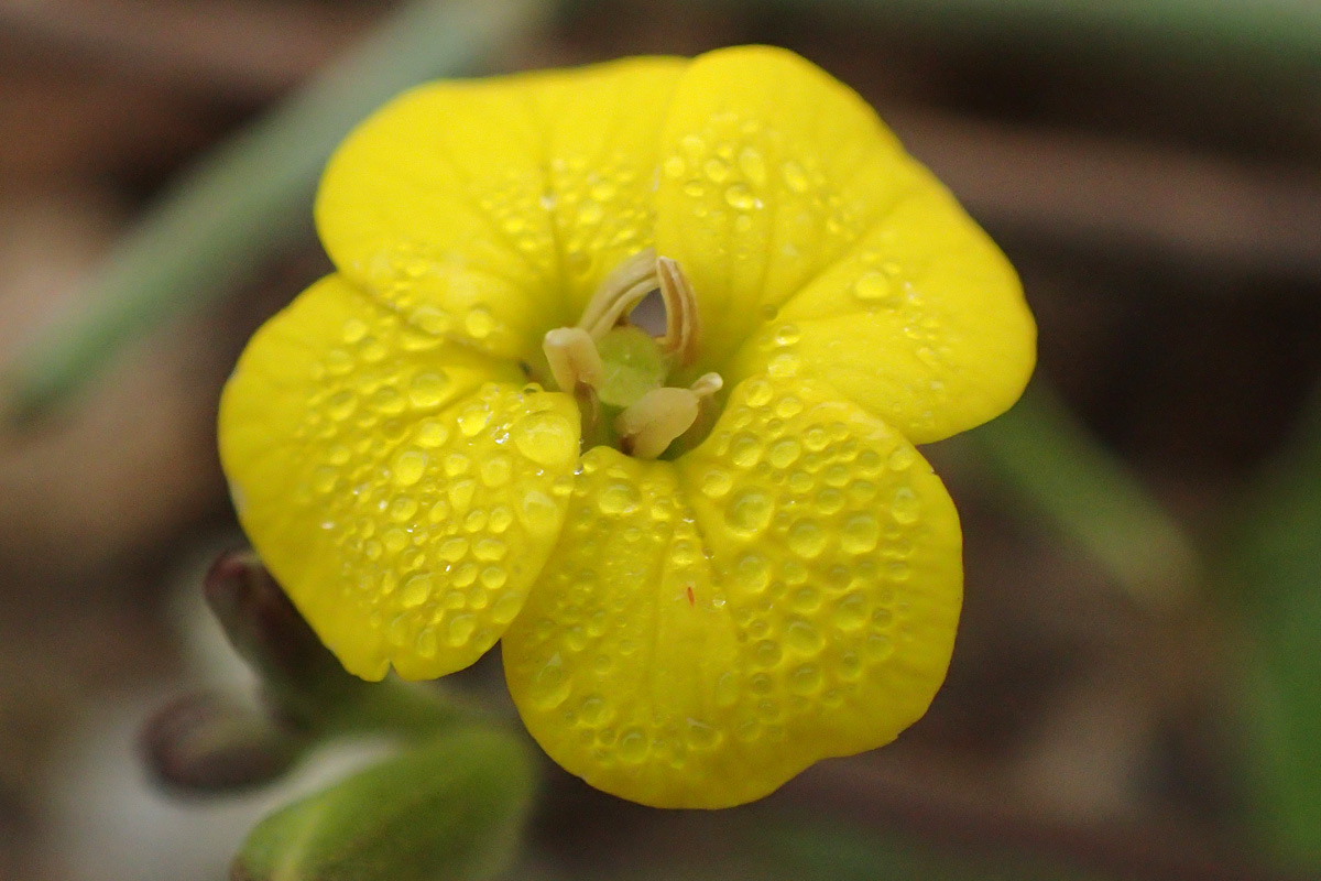 Изображение особи Erysimum pusillum ssp. hayekii.