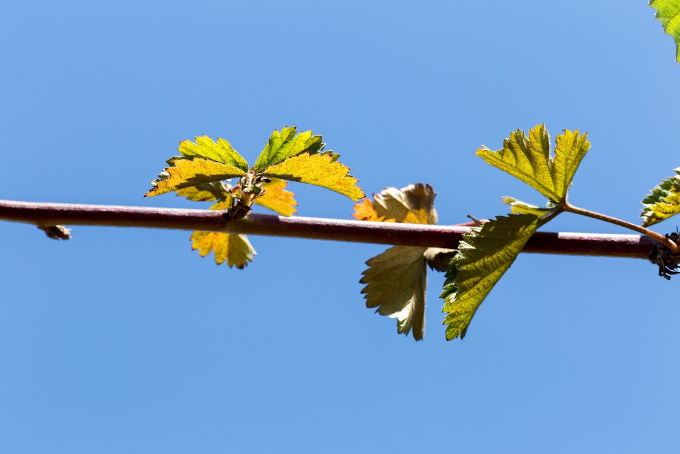 Image of genus Rubus specimen.