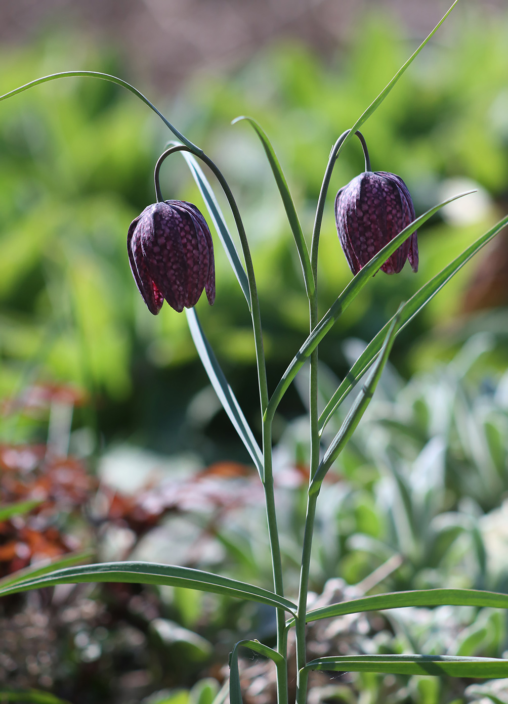 Изображение особи Fritillaria meleagris.