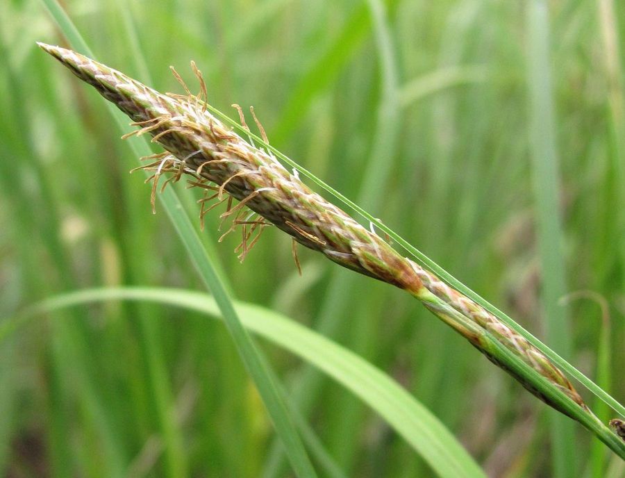 Image of Carex rostrata specimen.