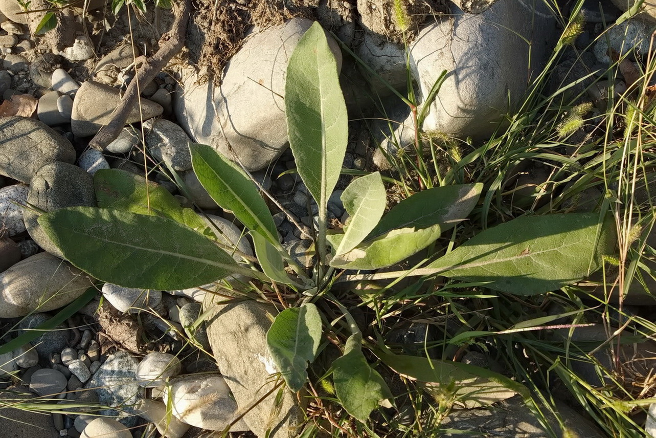 Изображение особи Verbascum gnaphalodes.