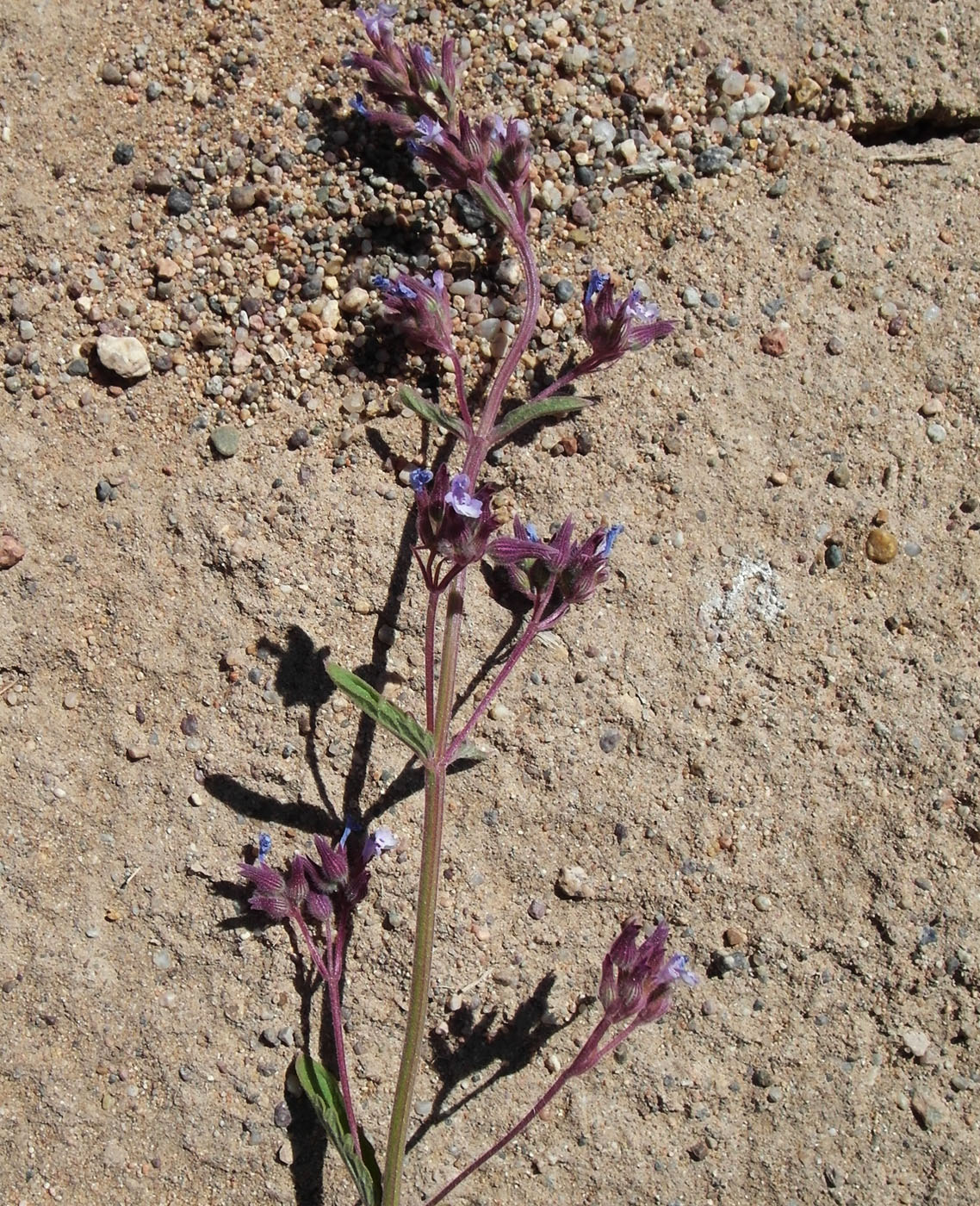 Изображение особи Nepeta micrantha.