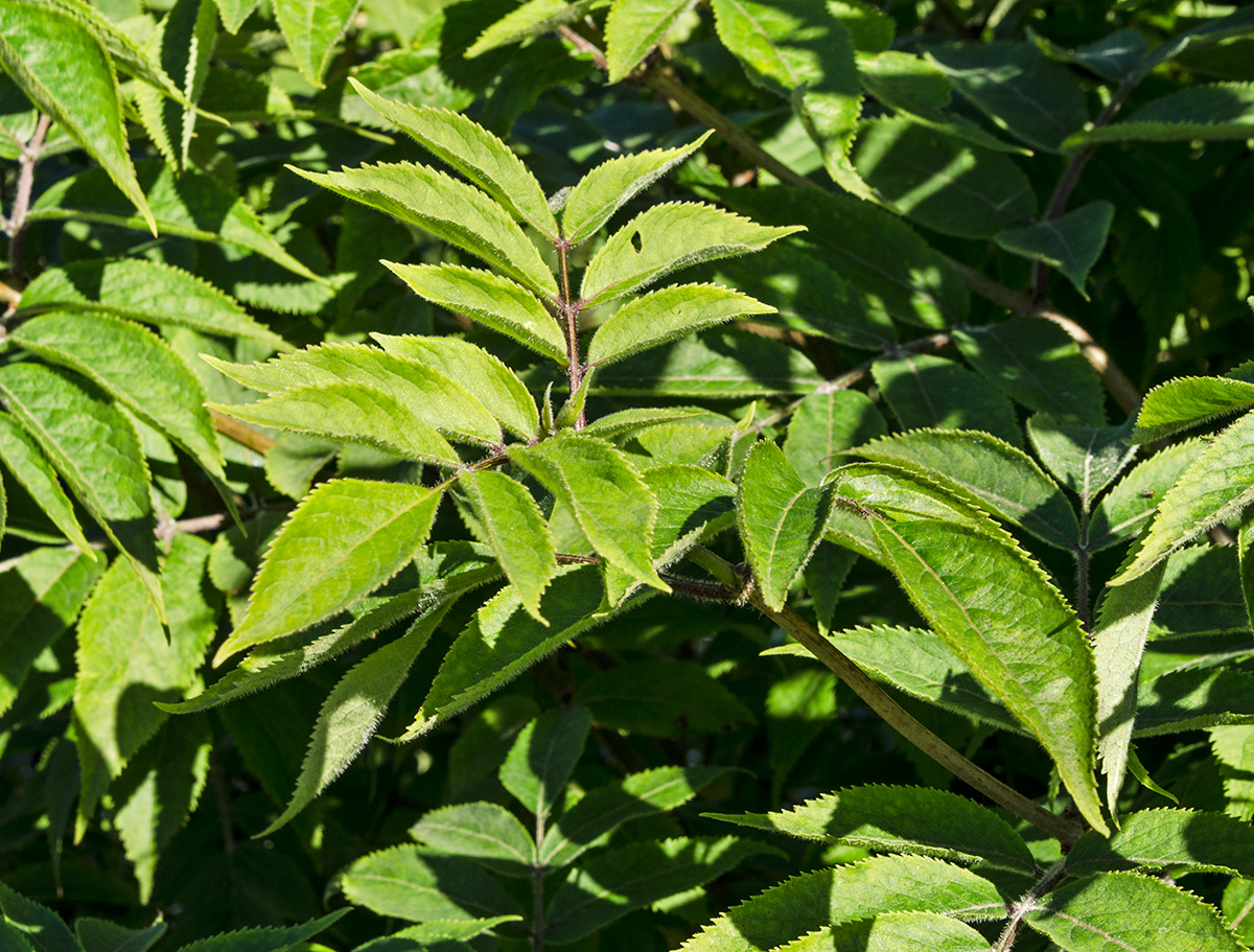 Image of Sambucus sibirica specimen.