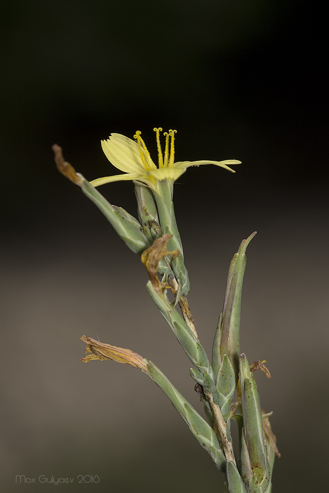 Image of Scariola viminea specimen.