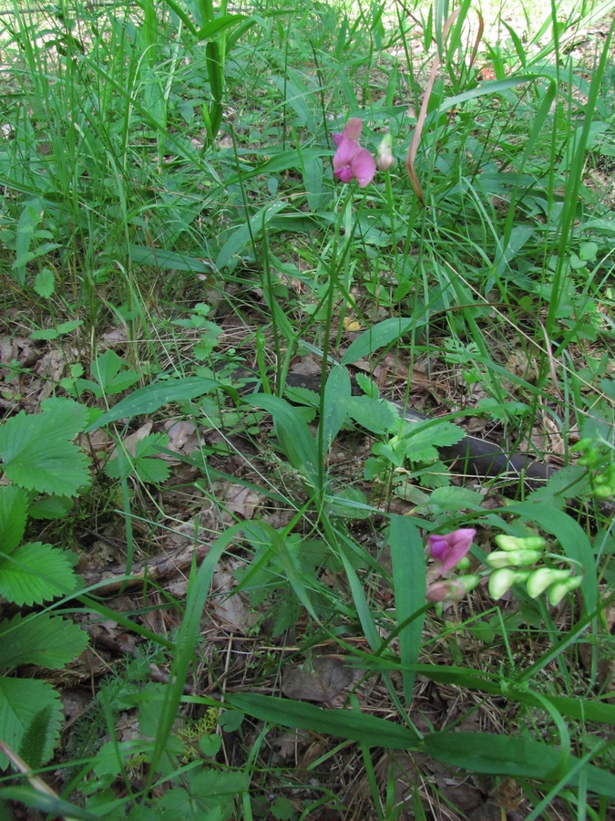 Image of Lathyrus sylvestris specimen.