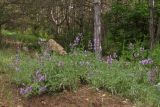 Salvia officinalis