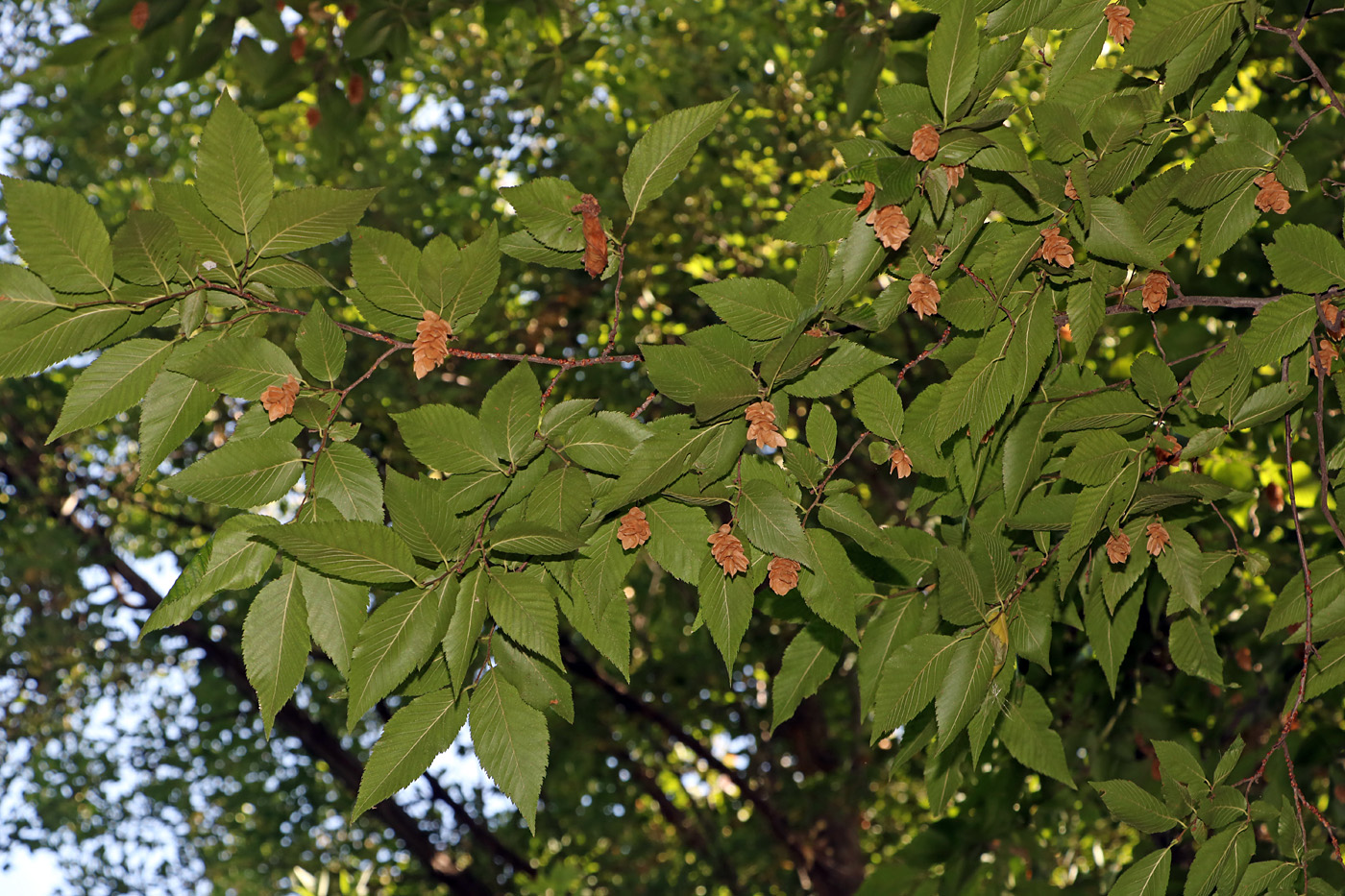 Image of Ostrya japonica specimen.