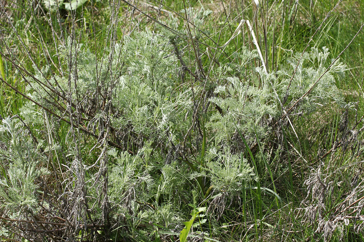 Изображение особи Artemisia stechmanniana.